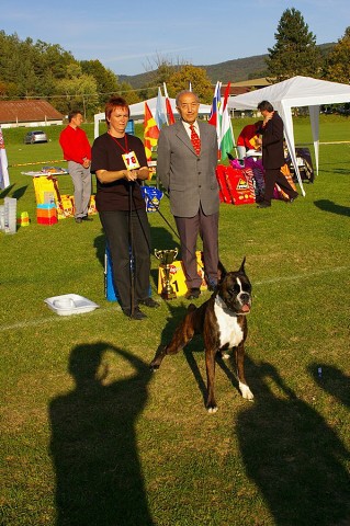 www.boxer-show.eu